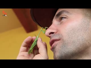 attack of the praying mantis. the mantis grabbed his nose. coyot peterson.