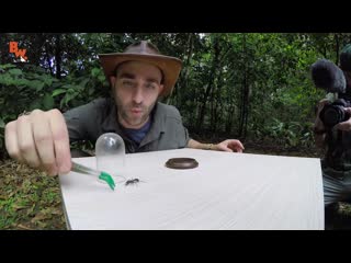 the bullet stit the ant. coyot peterson