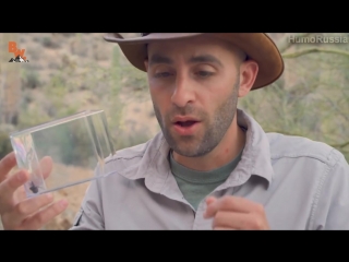 will bite - black widow   deadly spider   coyote peterson in russian
